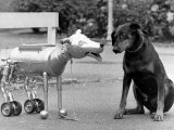 Robot Dog Meets a Real Doberman Dog Photographic Print
