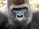 Boulas the Silverback Male Gorilla at Belfast Zoo, July 2001 Photographic Print
