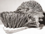 Short Sighted Hedgehog Photographic Print