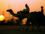 Camels at Sunset in Dubai, March 2000 Photographic Print