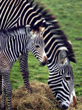Baby Zebra with Mum Edinburgh Zoo, December 2001 Photographie
