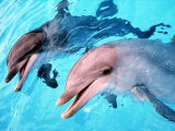 Samson the Bottlenose Dolphin Meets His New Mate at Whipsnade Zoo Photographie