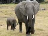 Born Free Charity, Kenya, September 2004 Photographie