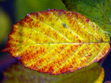 Autumn Leaf Turning Red at Kenilworth Castle in Warwickshire Photographic Print