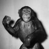 A Chimp, 1955 Fotografie-Druck