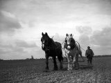 A Man on a Farm Harvesting in a Field with His Two Horses Photographic Print