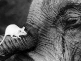 Mouse Crawls up Elephants Trunk Photographic Print