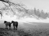 Winter Wonderland: Snow Scene in the Lake District, January 1946 Photographic Print