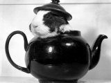 Pinkie the Guinea Pig Sitting in a Tea Pot Photographic Print