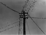 Swallows on Telegraph Pole Getting Ready for Migration Photographie