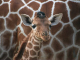Baby Giraffe at Whipsnade Wild Animal Park Born, June 1996 Photographic Print