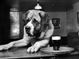 Bryan the St. Bernard Dog Enjoys a Pint, February 1956 Pósters Bryan the St. Bernard Dog Enjoys a Pint, February 1956 Pósters