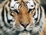 Siberian Tiger at London Zoo, March 1984 Photographic Print