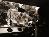 Sikuku the Cheetah Peers into a Car at Woburn Wild Animal Kingdom Bedfordshire, July 1970 Photographic Print