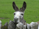 For the First Time Ever 3 Sicilian Minature Donkeys Have Been Born in Britain, 2001 Fotografie-Druck