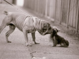 Dandelion the Chinese Shar Pei and Twiglet the Yorkshire Terrier, November 1981 Lámina fotográfica Dandelion the Chinese Shar Pei and Twiglet the Yorkshire Terrier, November 1981 Lámina fotográfica