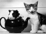 Pinkie the Guinea Pig and Perky the Kitten Tottenahm London, September 1978 Photographie