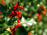 Holly Leaves with Lustrous Red Berries at Kenilworth Castle Grounds in Warwickshire Photographic Print