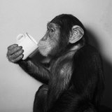 A Chimp Drinking a Cup of Tea - Fotografik Baskı A Chimp Drinking a Cup of Tea - Fotografik Baskı