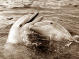 Dolphin Friendship Fotografie-Druck