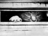 Cat Peers out of Letter Box Photographic Print