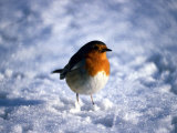 Robin in Snow Photographic Print