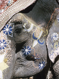 Decorated Elephant, India Photographic Print
