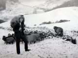 Man with Sheep on Snowy Hills, 1943 Photographie