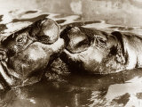 Hippos Kissing, 1965 Photographie