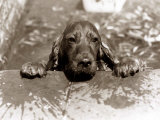 Spaniel Dog Takes a Dip, June 1986 Photographic Print