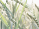 Wheat Field Fotoprint Wheat Field Fotoprint