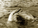 Dolphins Swimming and Playing Together, 1985 Fotografisk tryk