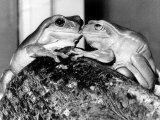 Kermit and Sheila, Tree Frog Lovers Get Close, February 1987 Lámina fotográfica