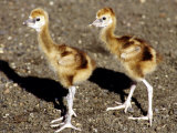 Two Week Old Crowned Crane Chicks at London Zoo, September 1984 Photographic Print