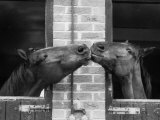 Ardent Haven and Old Glory, Horses at the Bill Roach Stables at Lambourn Fotografie-Druck