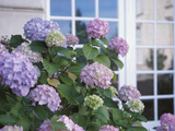 Purple Hydrangea in Front of Glass Window Impressão fotográfica Purple Hydrangea in Front of Glass Window Impressão fotográfica