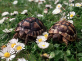Tortoises in the Flower Beds Photographic Print
