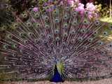 Peacock Showing off His Feathers at the Claremont Landscape Garden, Surrey, July 1986 Photographic Print