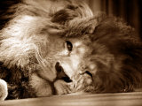 Lion Sleeping at Whipsnade Zoo Asleep One Eye Open, March 1959 Photographic Print