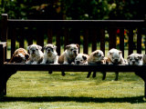 British Bulldog Puppies on a Park Bench, 1994 Photographic Print