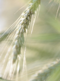 Stalk of Wheat Photographic Print