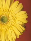 Yellow Zinnia Against Red Background Photographic Print