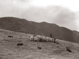 A Shepherd with His Border Collie Sheep Dogs Checks His Flock Somewhere on the Cumbrian Hills, 1935 Photographic Print