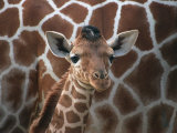Baby Giraffe at Whipsnade Wild Animal Park Fotografie-Druck