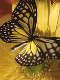 Black and Yellow Butterfly on Yellow Flower Photographic Print