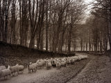Sheep are Brought Down from the High Pastures to Their Winter Grazing, 1934 Lámina fotográfica Sheep are Brought Down from the High Pastures to Their Winter Grazing, 1934 Lámina fotográfica