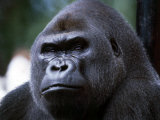 Gorilla - Fotografik Baskı Gorilla - Fotografik Baskı