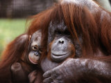 Orang-Utan Mother and Baby, April 1991 Photographie