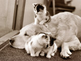 Golden Retriever Dog Adopts Kittens, 1964 Photographie