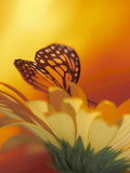 Monarch Butterfly on Daisy Photographic Print